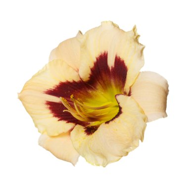 Beyaz arka planda izole bir çiçek günzambak.