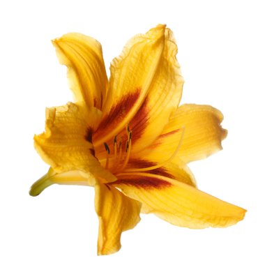 Beyaz arka planda izole zambak Bordo orta çiçek ile sarı.