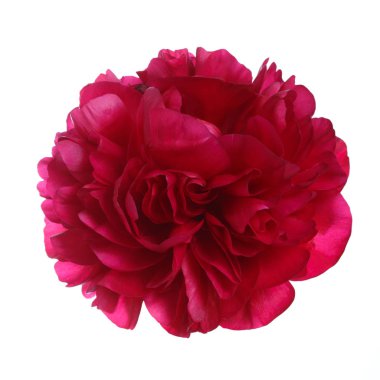 Kırmızı şakayık beyaz arkaplanda izole edildi.