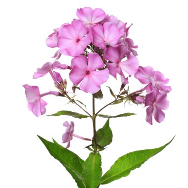 Beyaz arkaplanda izole edilmiş pembe phlox çiçekleri.