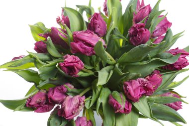 Beyaz arka planda izole lila lale büyük buket.