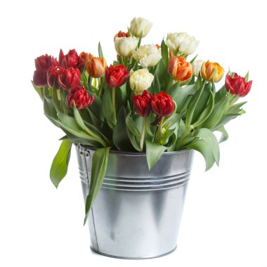 Beyaz arka planda izole bir kova renkli lale buket.