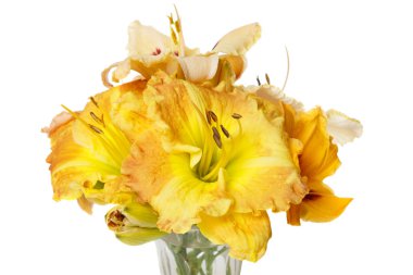 Beyaz bir arka planda izole sarı daylilies bir buket.