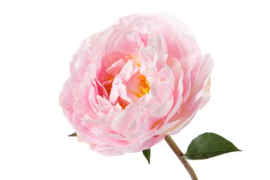 Bir kök ile pembe gül şakayık ve beyaz arka planda izole yaprakları.