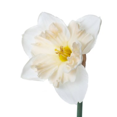 Beyaz arka plan üzerinde izole güzel nergis çiçek.