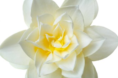 Beyaz arka planda izole narin nergis çiçek.