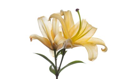 Beyaz bir arka planda izole sarı zambak çiçekler bir şube.