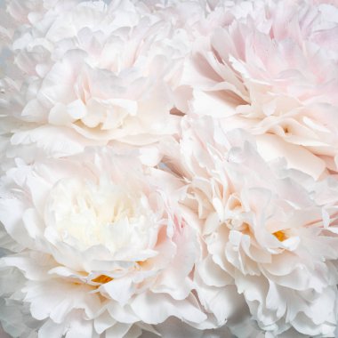 Şakayık çiçekler soyut çiçek duvar kağıdı.