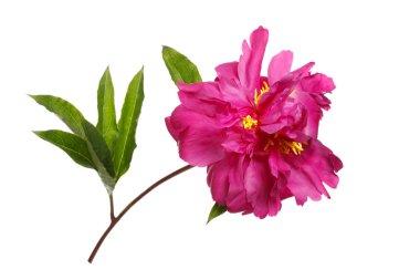 Beyaz arkaplanda izole edilmiş pembe şakayık çiçeği.