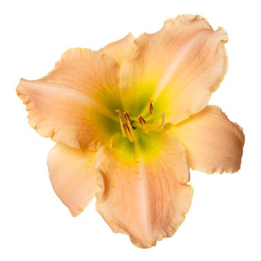 Beyaz arka planda izole bir çiçek günzambak.