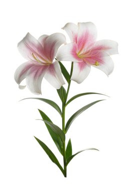 Beyaz arka planda izole ihale pembe lilyum şube.