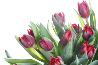 Beyaz bir arka planda izole kırmızı lale bir buket parçası.