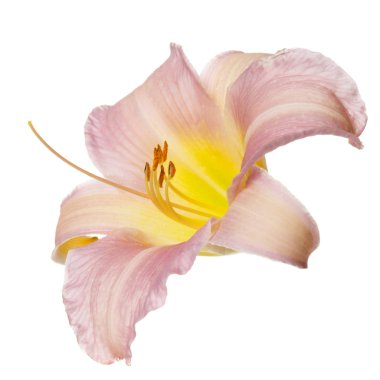 Beyaz arka planda izole nazikçe pembe çiçek daylily.