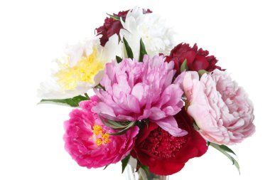 Beyaz arka planda izole renkli şakayık buket.