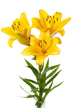 Beyaz arka planda izole Sarı lilyum bir buket.