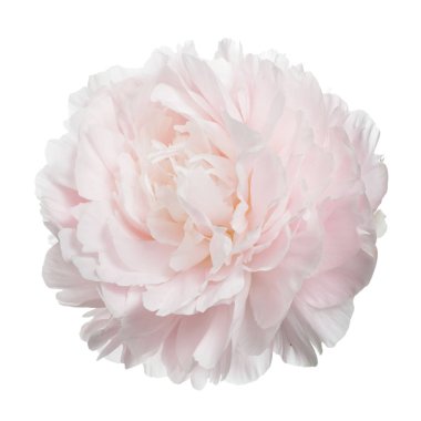 Beyaz arka planda izole narin şakayık.