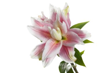 Olağandışı pembe Terry zambak beyaz arka planda izole.