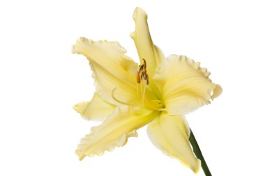 Beyaz arka plan üzerinde izole sarı çiçekler daylily.