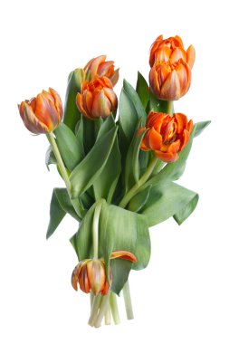 Beyaz arka planda izole turuncu lale buket.