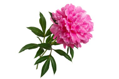 Pembe şakayık beyaz arkaplanda izole edilmiş.