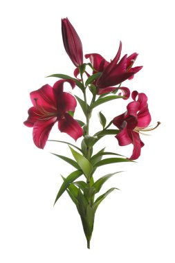 Beyaz arka planda izole koyu kırmızı lilyum bir şube.