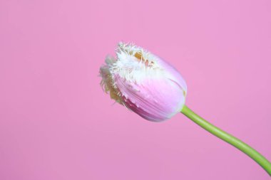 Pembe arka planda izole alışılmadık nazik Lale çiçek.
