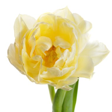 Beyaz arka planda izole edilmiş yavaşça sarı lale.