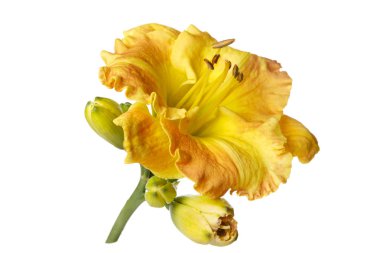 Sarı çiçek daylily beyaz arka planda izole.