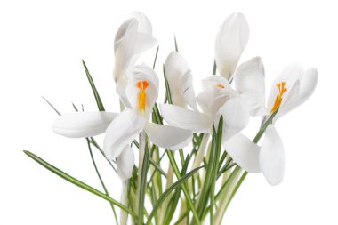 İzole beyaz tabak. yakın çekim 