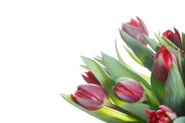 Beyaz bir arka planda izole kırmızı lale bir buket parçası.