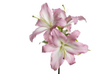 Beyaz arka planda izole ihale pembe lilyum şube.