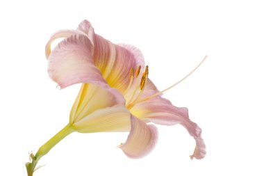 Beyaz arka planda izole nazikçe pembe çiçek daylily.
