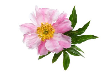 Beyaz arka planda izole yaprakları ile güzel pembe şakayık.