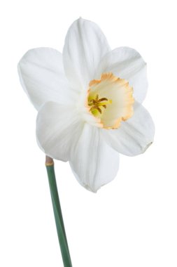 Beyaz arkaplanda yalıtılmış narsist çiçek.
