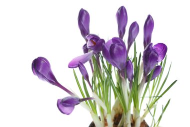 Beyaz arka plan üzerinde izole mor çiğdemler.