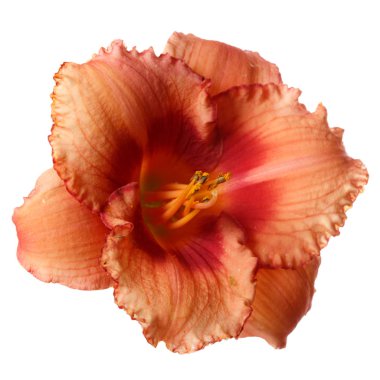 Beyaz arka planda izole bir çiçek günzambak.