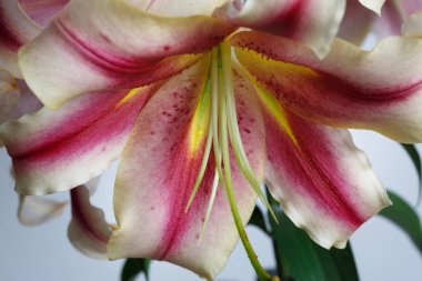 Bir Motley zambak çiçek, makro parçası.