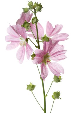 Beyaz arka planda izole pembe Mallow çiçekler çiçeklenme.