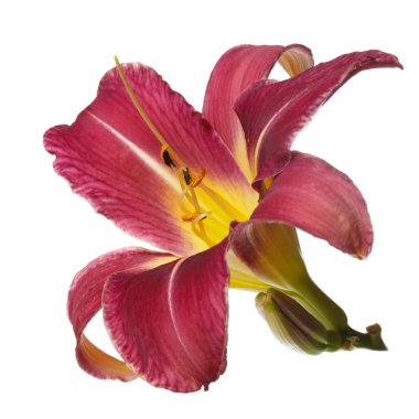 Beyaz arka planda izole kırmızı çiçek daylily.