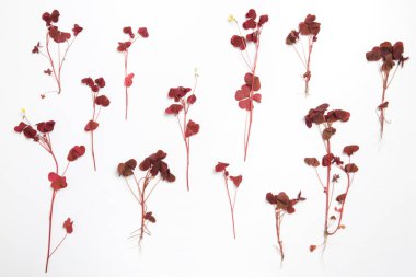 Sebze duvar kağıdı, kuzukulağı çiçeklenme botanik görüntü.