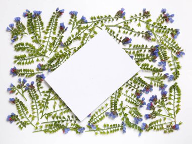 Çiçeklerden yapılmış çiçek çerçevesi Symphytum beyaz bir arka planda desen koydu.