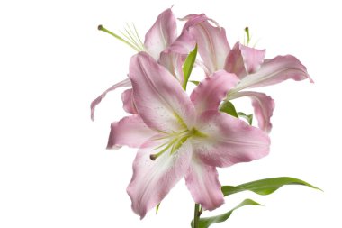 Beyaz arka planda izole ihale pembe lilyum şube.