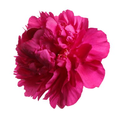 Kırmızı şakayık beyaz arkaplanda izole edildi.