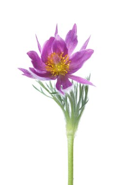 Beyaz arka planda izole lila Anemone çiçek.