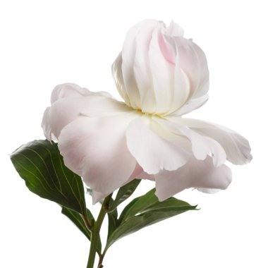 Bayan Roosevelt notu beyaz arka planda izole Şakayık Çiçeği.