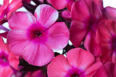 Beyaz arka planda izole pembe Flox, yakın çekim.