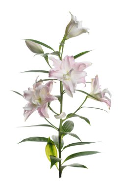 Beyaz arka planda izole pembe Terry zambak bir şube.