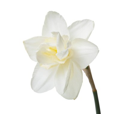 Beyaz arka planda izole narin nergis nergis.