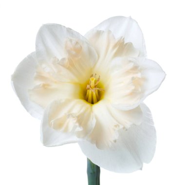 Beyaz arka plan üzerinde izole güzel nergis çiçek.