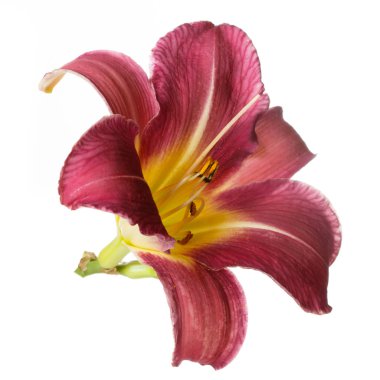 Beyaz arka planda izole kırmızı çiçek daylily.